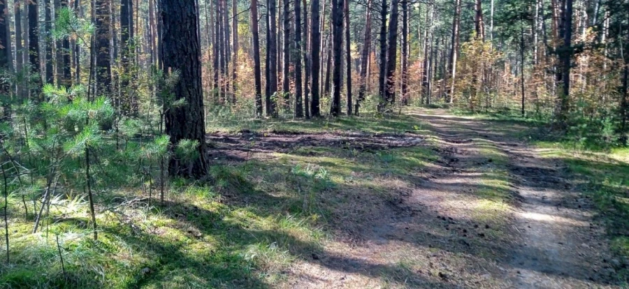 В Барнауле ликвидировали несанкционированную свалку в лесу. 