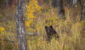Медведь в Косихинском районе. 