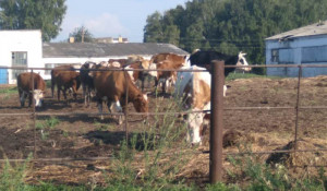 21 корову похитили для перевозки из алтайского села
