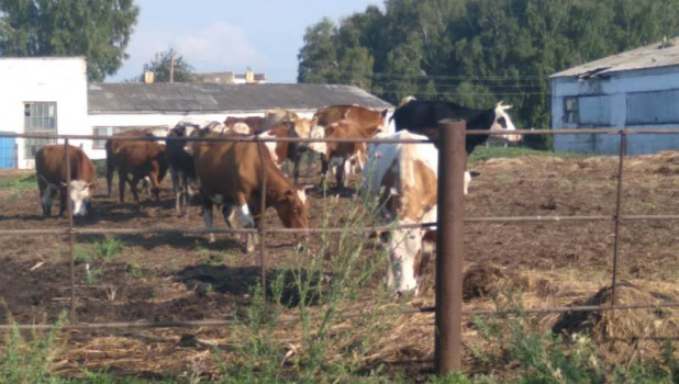 21 корову похитили для перевозки из алтайского села