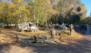 Жители Барнаула пожаловались на неубранные спиленные деревья