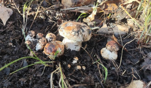 Алтайские грибники начали собирать подтопольники