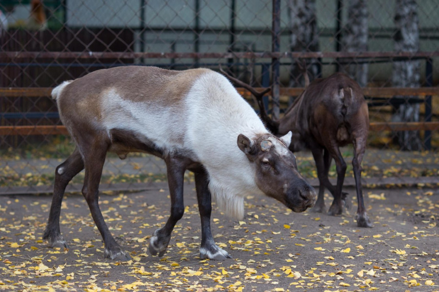 Обитатели Барнаульского зоопарка готовятся к зиме 