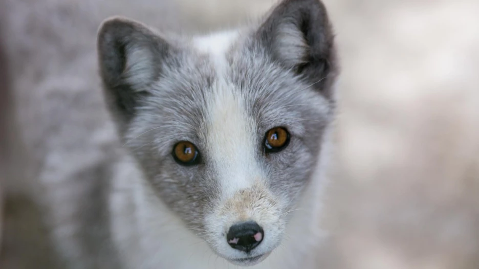 Обитатели Барнаульского зоопарка готовятся к зиме 