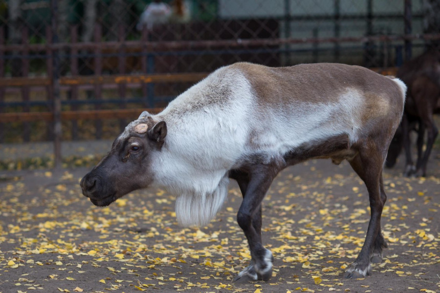 Обитатели Барнаульского зоопарка готовятся к зиме 