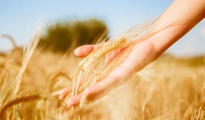 С начала года Россельхозбанк выдал АПК более 1,2 трлн рублей.