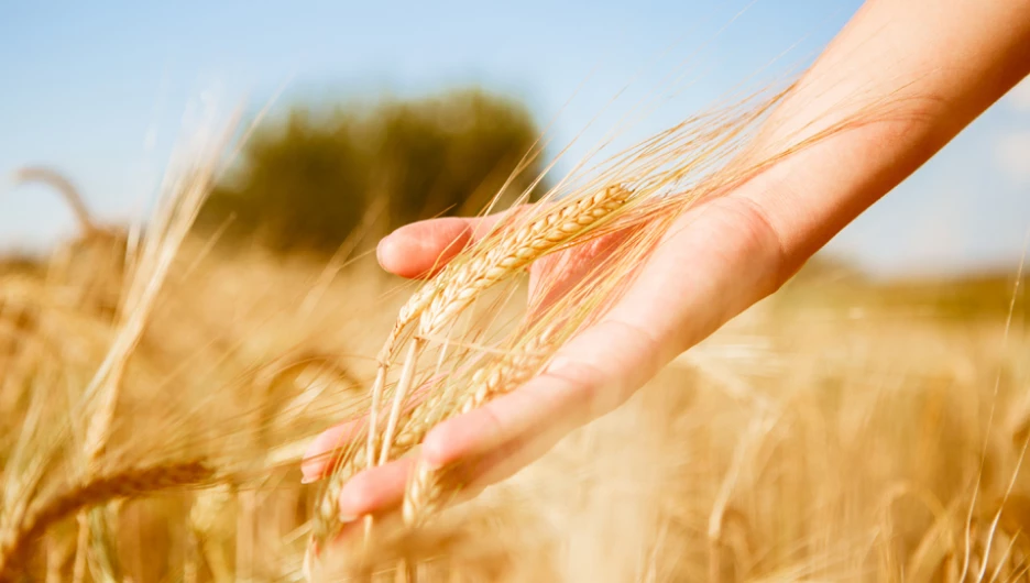 С начала года Россельхозбанк выдал АПК более 1,2 трлн рублей.