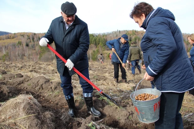 Всероссийская акция «Сохраним лес». Высадка дубов.