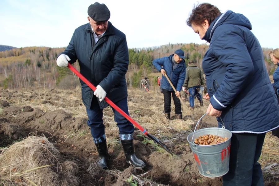 Всероссийская акция «Сохраним лес». Высадка дубов.