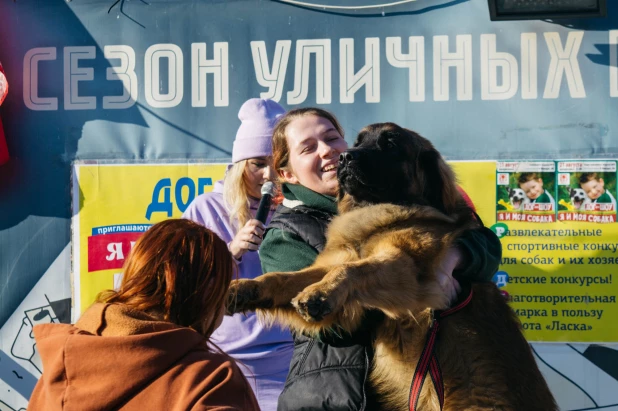 Дог-шоу на Мало-Тобольской. Собаки.