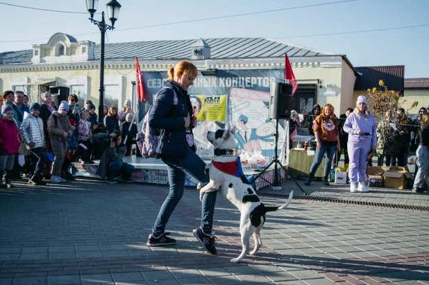 Дог-шоу на Мало-Тобольской. Собаки.