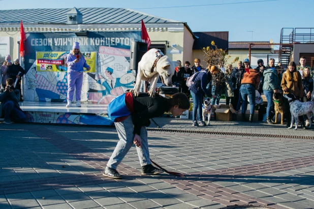 Дог-шоу на Мало-Тобольской. Собаки.