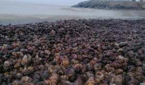Мертвые моллюски на берегу Оби 