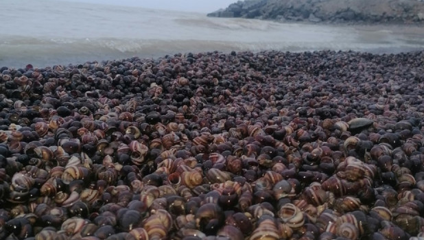 Мертвые моллюски на берегу Оби 