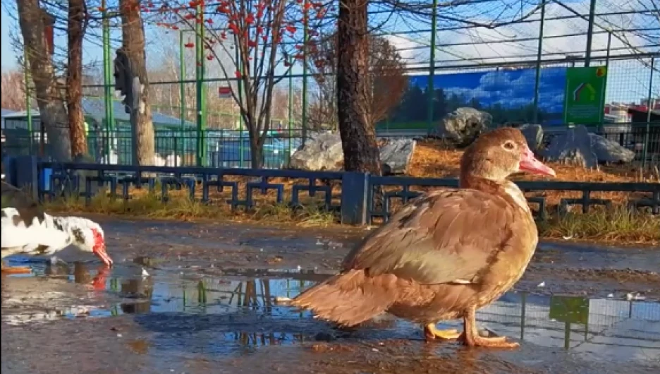 Утки свободно гуляют 