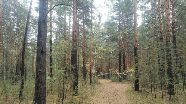 Бор в Калманской районе. Лесная дорога.