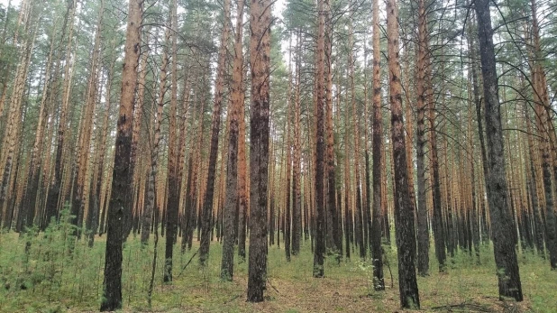 Бор в Калманском районе.