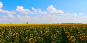 Поле подсолнухов в Бурлинском районе.