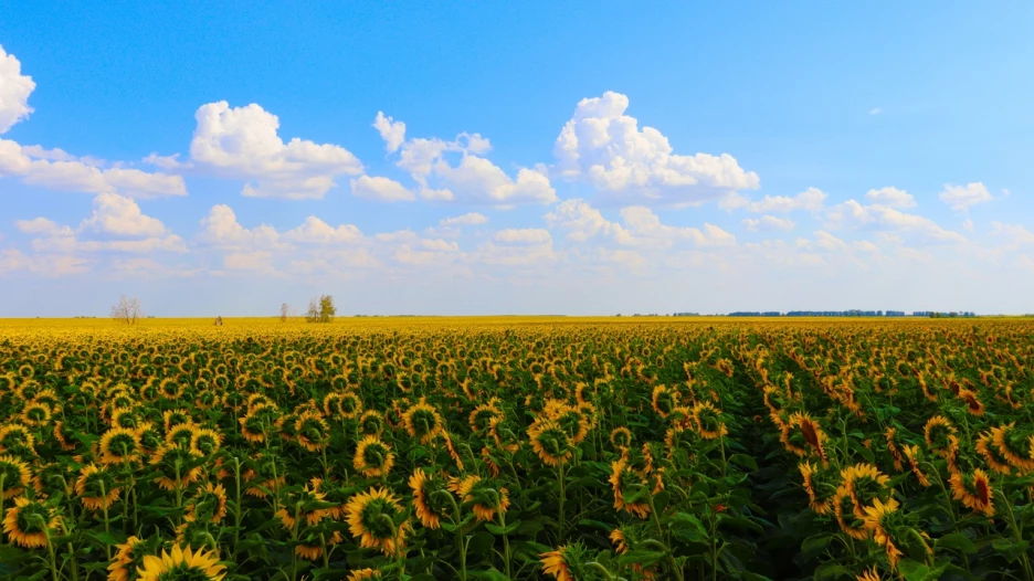 Поле подсолнухов в Бурлинском районе.