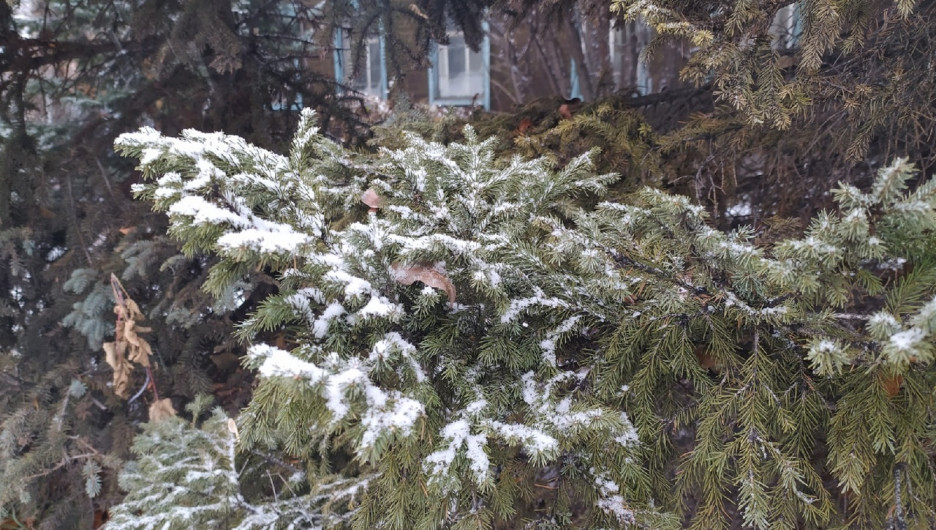 В Барнауле выпал снег 9 ноября.