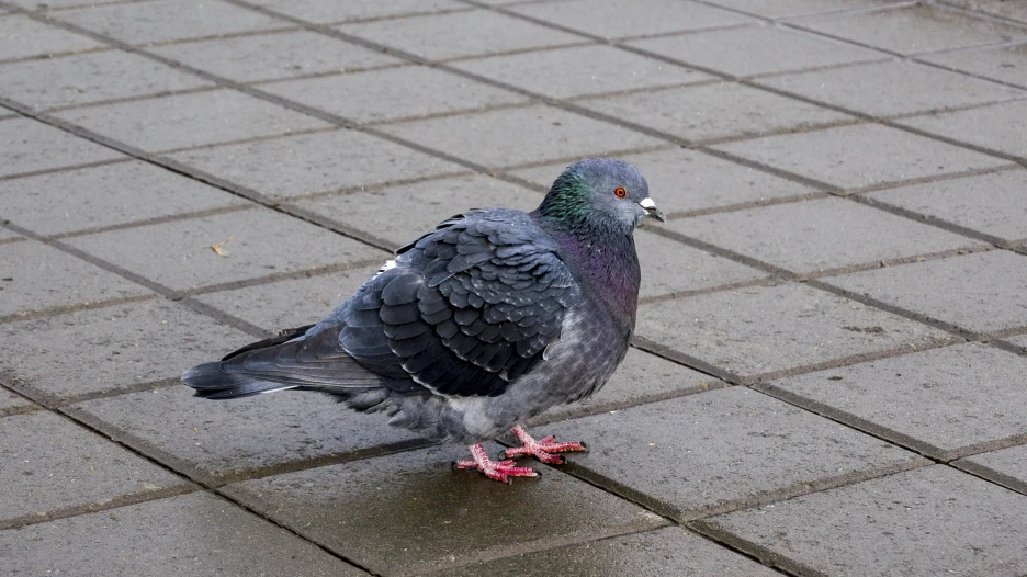 "Изумрудный" парк.