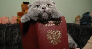 Котенок с паспортом. Паспорт.