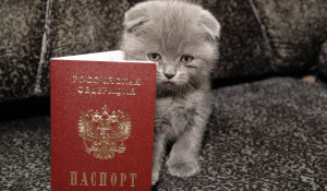 Котенок с паспортом. Паспорт.