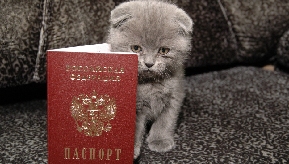 Котенок с паспортом. Паспорт.
