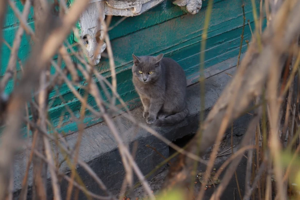 Суровые и прелестные коты на пр. Красноармейском в Барнауле. Мур-мурный фоторепортаж.