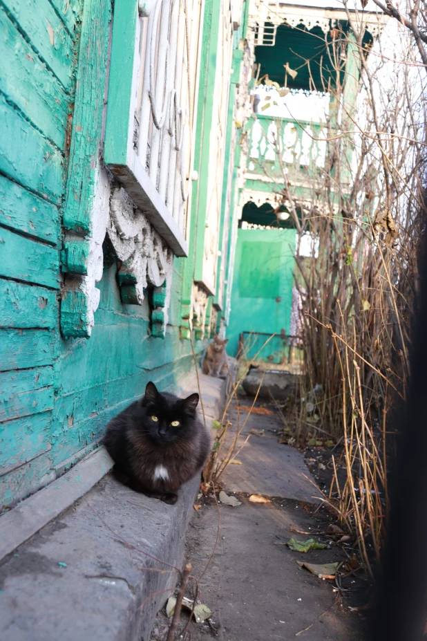 Суровые и прелестные коты на пр. Красноармейском в Барнауле. Мур-мурный фоторепортаж.