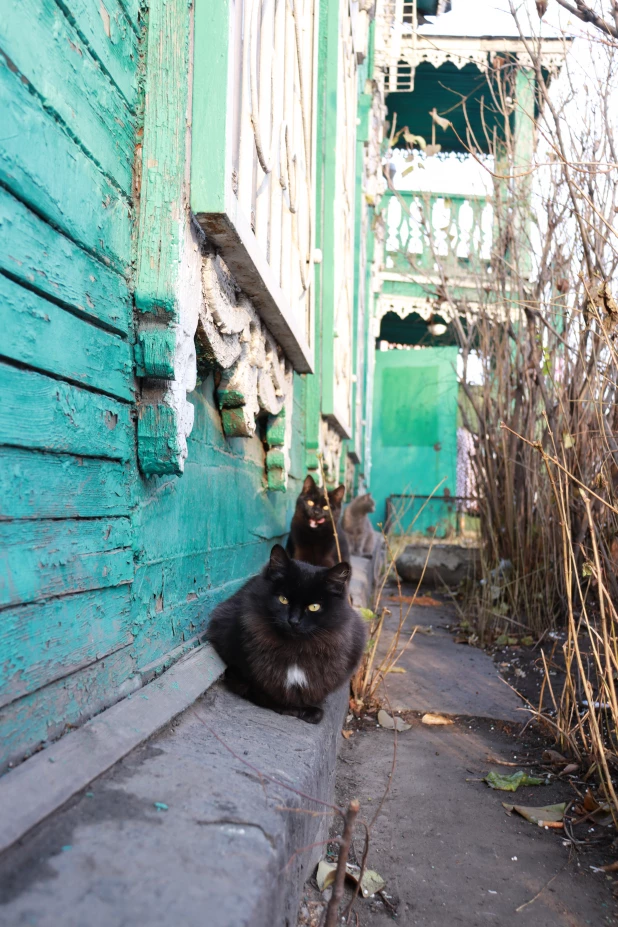 Суровые и прелестные коты на пр. Красноармейском в Барнауле. Мур-мурный фоторепортаж.