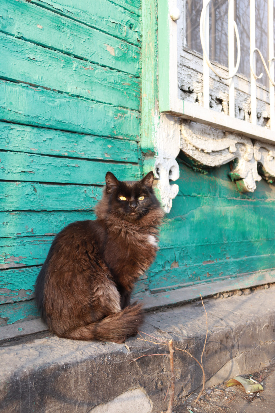 Суровые и прелестные коты на пр. Красноармейском в Барнауле. Мур-мурный фоторепортаж.