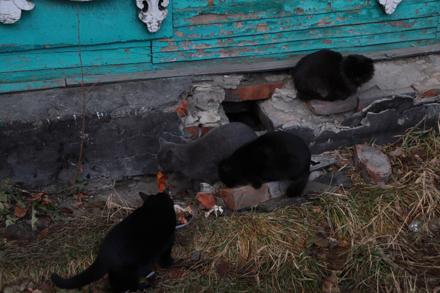 Суровые и прелестные коты на пр. Красноармейском в Барнауле. Мур-мурный фоторепортаж.