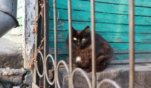 Суровые и прелестные коты на пр. Красноармейском в Барнауле. Мур-мурный фоторепортаж.