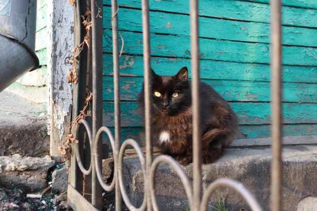 Суровые и прелестные коты на пр. Красноармейском в Барнауле. Мур-мурный фоторепортаж.