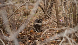 Бездомная кошка.