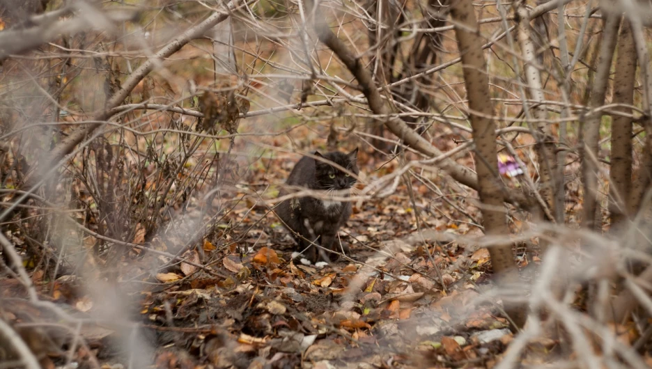 Бездомная кошка.