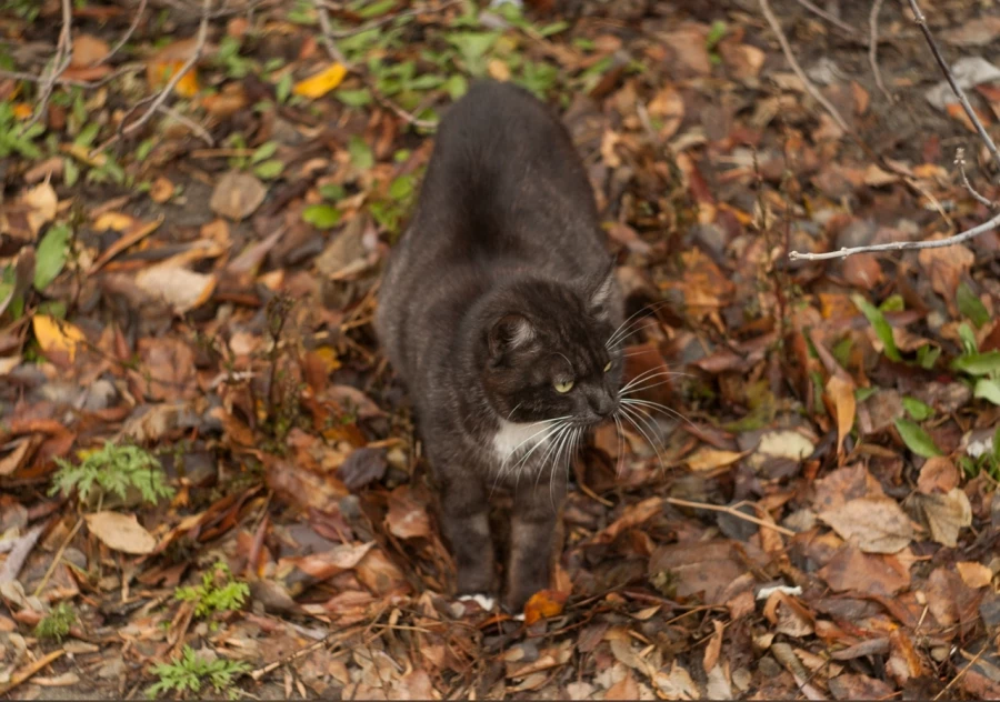 Бездомная кошка.