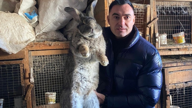 Гигантский кролик поселится в барнаульском зоопарке