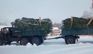 Первого "новогоднего" лесоруба задержали с незаконно вырубленными пихтами