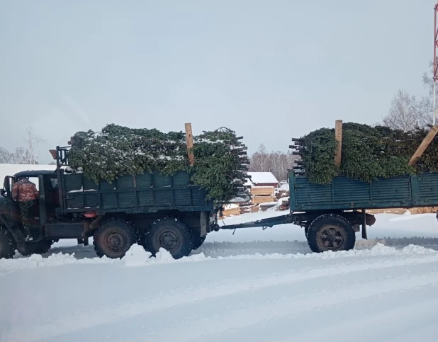 Первого "новогоднего" лесоруба задержали с незаконно вырубленными пихтами