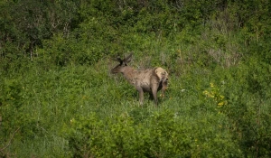Инская тропа, заповедник «Тигирекский».