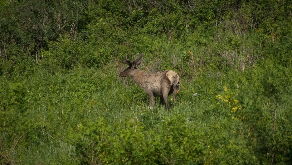 Инская тропа, заповедник «Тигирекский».