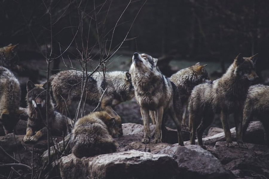 Волки.