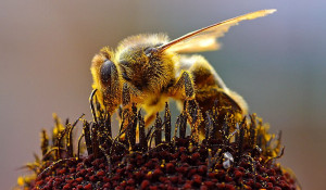 Медоносная пчела.