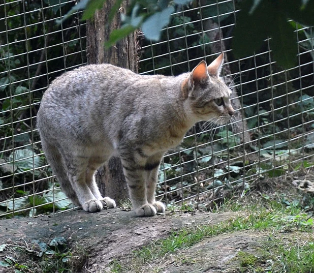 Степной кот.