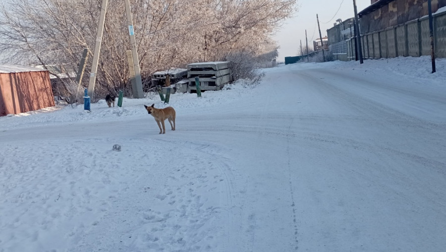Собаки захватили частный сектор на ул. Депутатской в Барнауле.