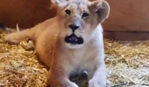 Львицу Киару подселили к льву из барнаульского зоопарка в Челябинске.