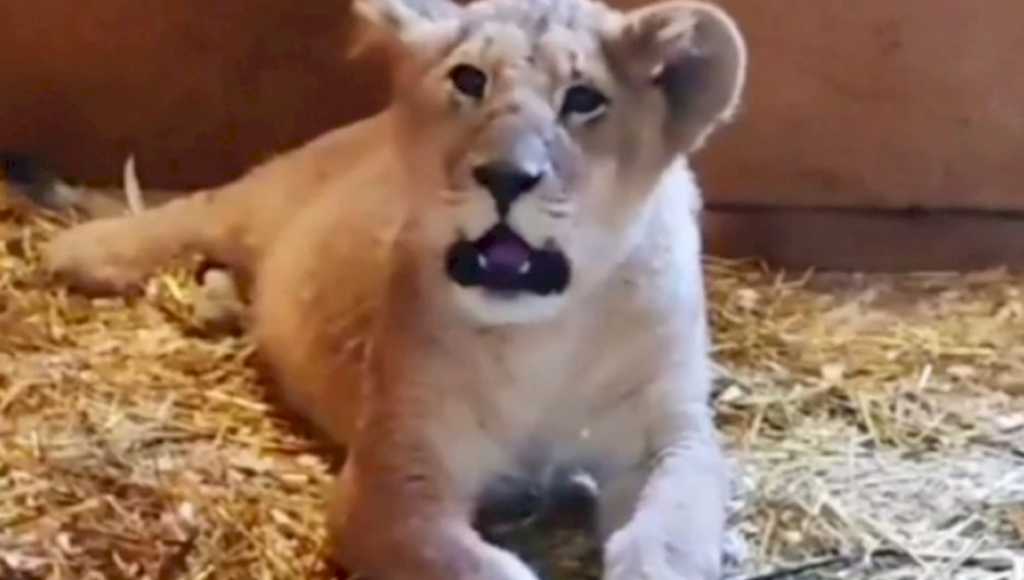 Львицу Киару подселили к льву из барнаульского зоопарка в Челябинске.