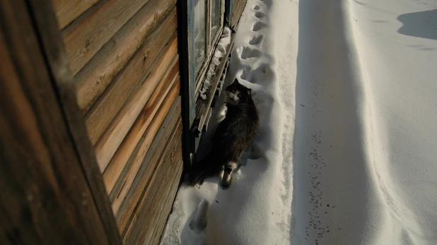 Бездомные животные. Кошки. 